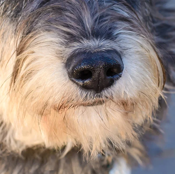 Hundenase Nahaufnahme — Stockfoto