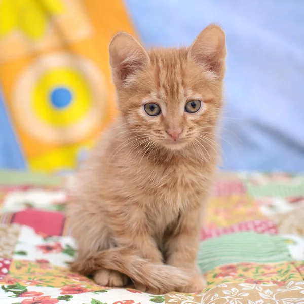 Portret ładny mały kotek — Zdjęcie stockowe