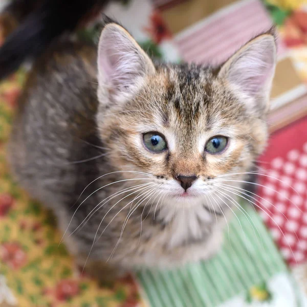 Portrait Cute Little Gray Striped Kitten Colorful Bedspread Home — Stock Photo, Image