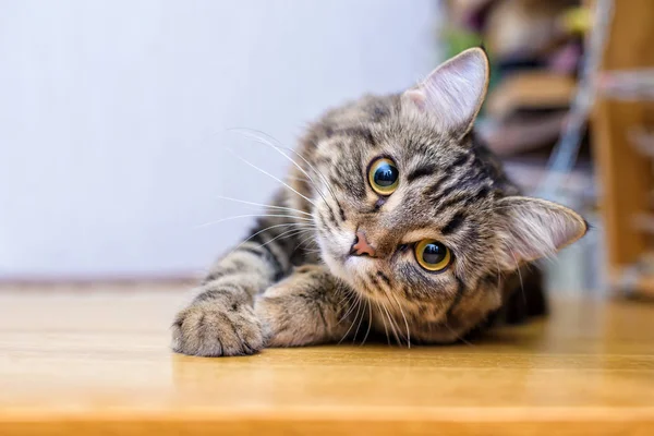 Beautiful Grey Furry Cute Cat Funny Lying Looking Camera Lens — Stock Photo, Image