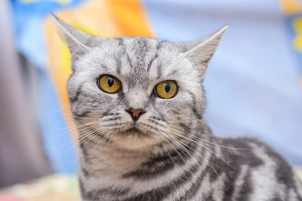 Серая Короткошерстная Симпатичная Кошка Забавно Лежит Смотрит Объектив Фотоаппарата — стоковое фото
