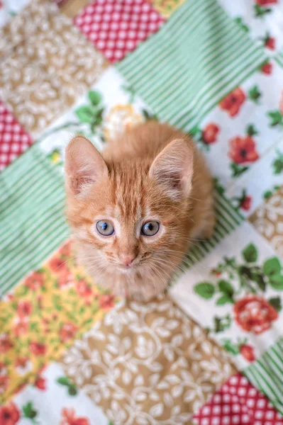 Porträt Eines Niedlichen Kleinen Roten Kätzchens Auf Einer Bunten Decke — Stockfoto