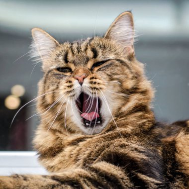 Şirin güzel tüylü kedi onun ağız ve yawns closeup açıldı