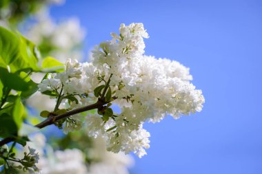 Bahçedeki bahar gökyüzü mavi güzel beyaz leylak dalı