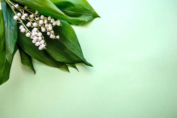 Boeket van lelies van de vallei op een groene achtergrond — Stockfoto