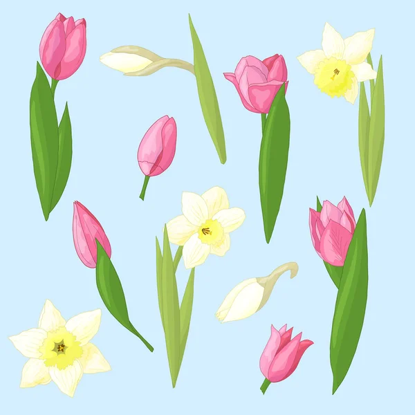 Conjunto vectorial de tulipanes y narcisos — Vector de stock