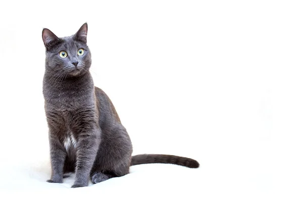 Retrato de gato gris sobre fondo blanco —  Fotos de Stock