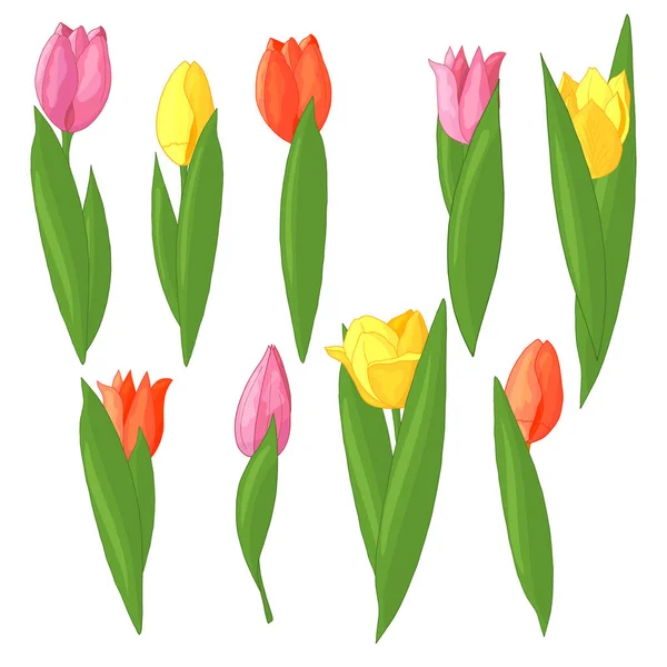 Ensemble de tulipes colorées — Image vectorielle