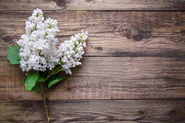 Ahşap arka plan üzerinde beyaz leylak Dalı