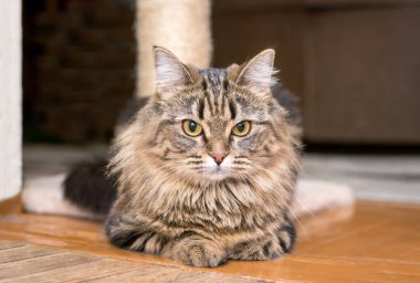 Evde yerde yatan kabarık kedi