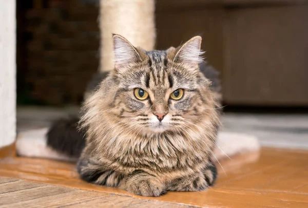 Flauschige Katze liegt zu Hause auf dem Boden — Stockfoto