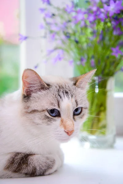 Portrait of a white cat on the windowsill — Stock Photo, Image