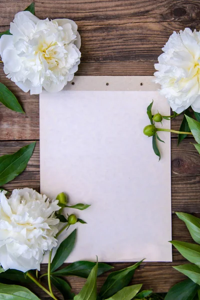 A beautiful frame of white peonies — Stock Photo, Image