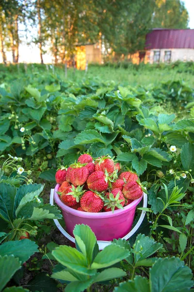 Bucket of strawberries close up — Stock Photo, Image