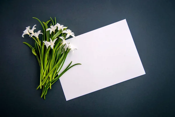 Small white chionodoxa flowers on dark green background — Stock Photo, Image