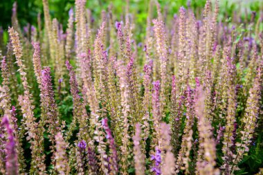 Çiçeklerle yaz dallarısoyut arka plan