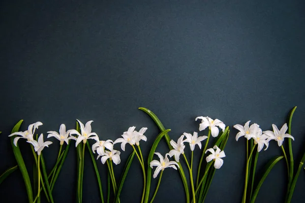 Pequeñas flores chionodoxa blancas sobre fondo verde oscuro — Foto de Stock