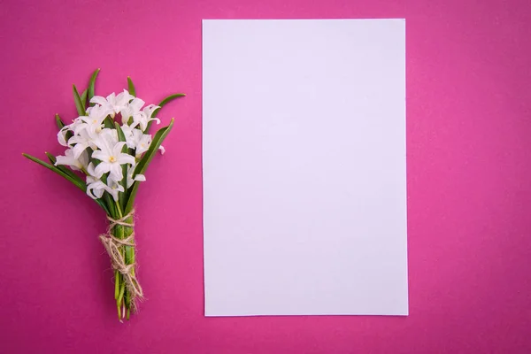 Kytice malých bílých chionodoxových květů na růžovém pozadí — Stock fotografie