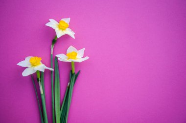 Parlak pembe arka planda Daffodils