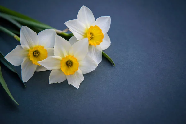 Narcisos sobre un fondo oscuro con una copia del espacio — Foto de Stock