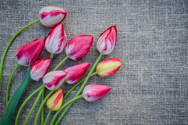 Tulipanes brillantes sobre fondo de lona — Foto de Stock