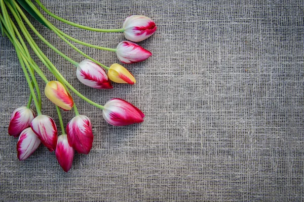 Tulipes lumineuses sur fond de toile — Photo