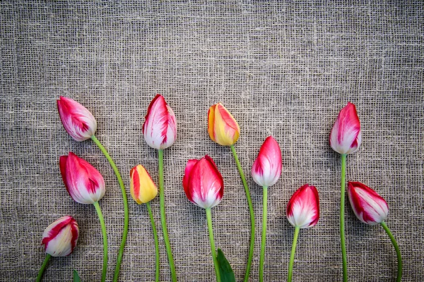 Tulipanes brillantes sobre fondo de lona — Foto de Stock