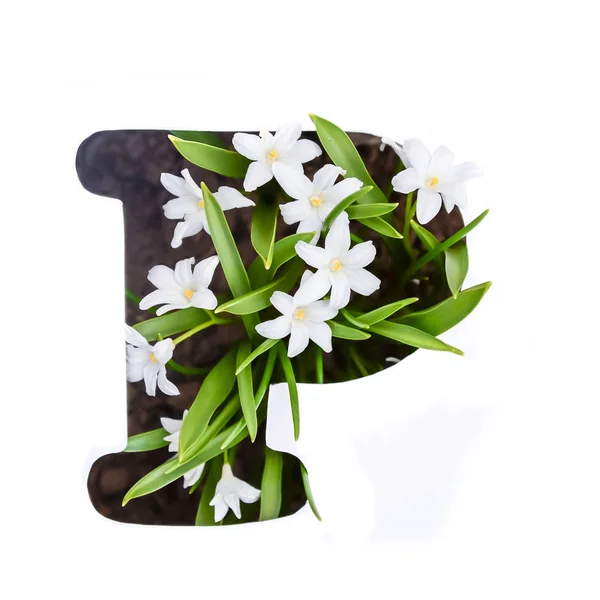 La letra P del alfabeto inglés de pequeñas flores blancas — Foto de Stock