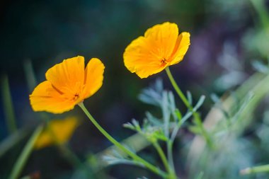 Bahçede portakal çiçekleri eshsholtsiya