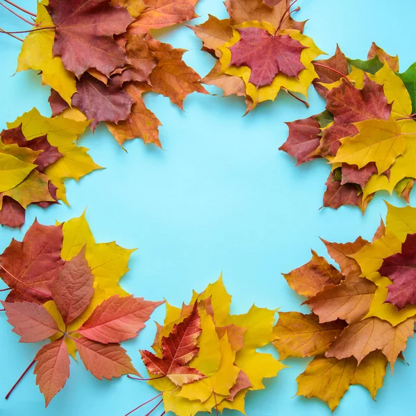 Каркас осіннього листя на синьому фоні — стокове фото