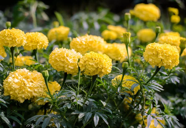 美丽的黄花在花园里 — 图库照片