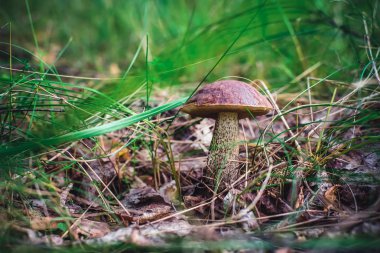 Ormanda güzel yenilebilir huş mantarı
