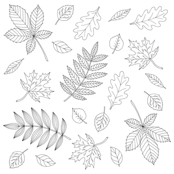 Conjunto de folhas de outono, página de coloração — Vetor de Stock