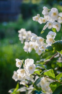 Bulanık yeşil arka planda yaz bahçesinde kokulu beyaz yasemin dalı.