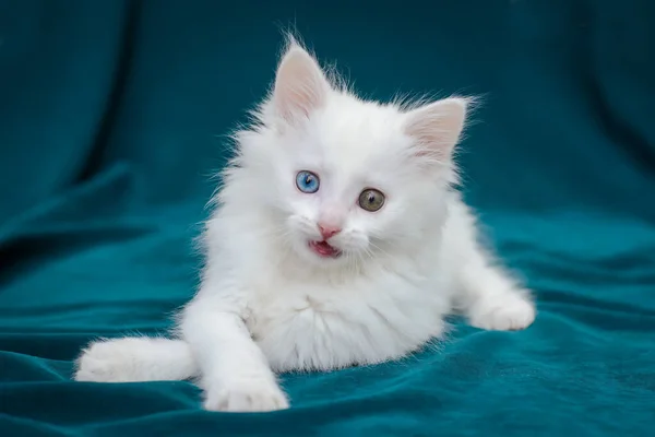 Cute White Fluffy Kitten Multicolored Eyes Protruding Tongue Lying Green — Stock Photo, Image