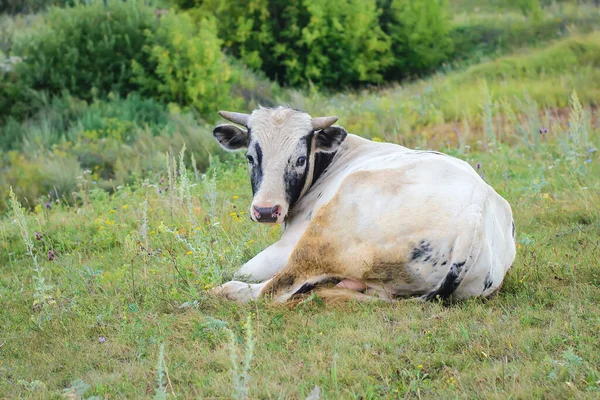 Uma Vaca Branca Jaz Descansando Grama Verde Campo Verão — Fotografia de Stock