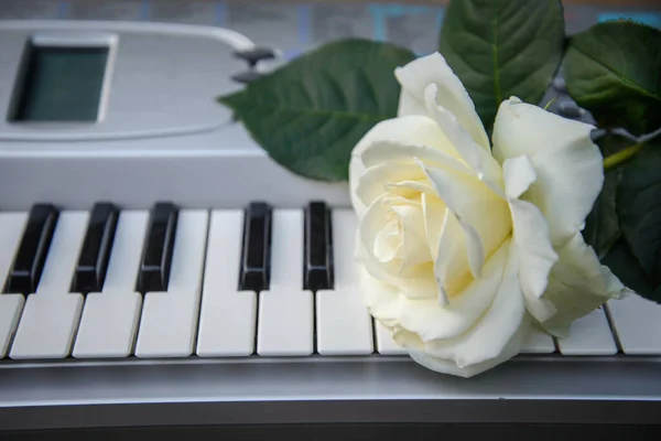 在钢琴的黑白琴键上 放着一朵美丽的大白玫瑰 — 图库照片