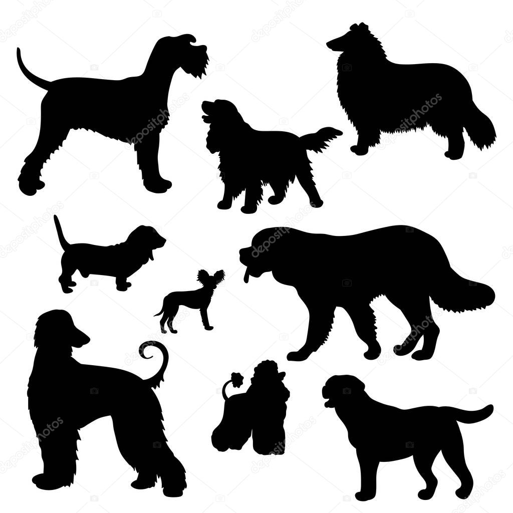 Vector set with black silhouettes of dogs of different breeds: Scottish shepherd collie, St. Bernard, Labrador, Cocker Spaniel, Basset hound, poodle, Afghan hound, toy Terrier, riesenschnauzer on a white background