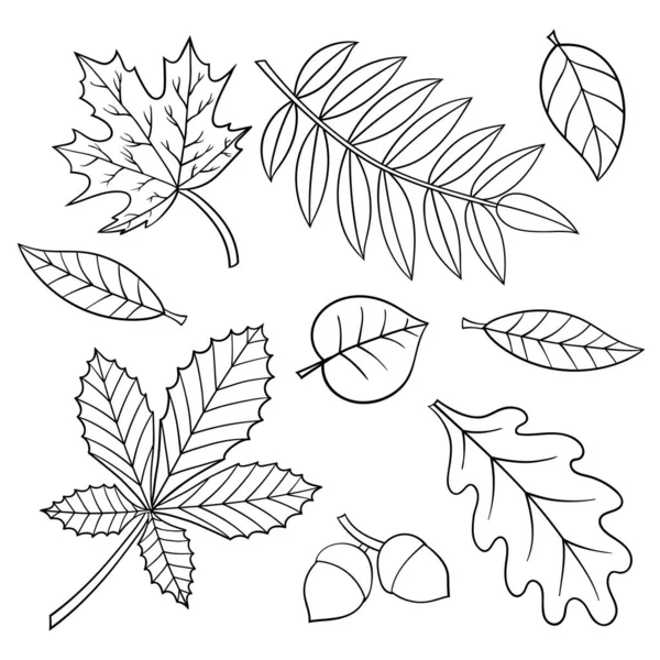 Vector Para Colorear Página Con Hojas Otoño Arce Castaño Roble — Archivo Imágenes Vectoriales