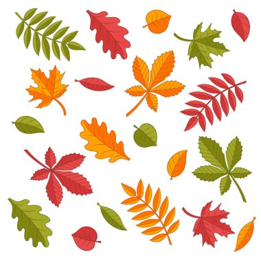 Parlak renkli sonbahar yapraklarının vektör seti: meşe, akçaağaç, kestane, rowan, huş ağacı, ıhlamur. Beyaz arkaplanda izole et
