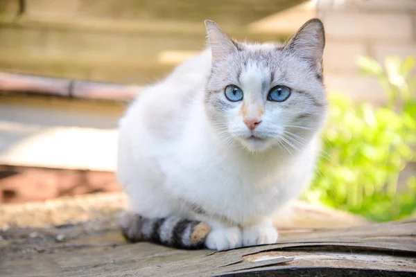 Cute White Cat Blue Eyes Sitting Garden Summer — Stock Photo, Image