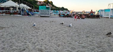 Martılar insanlar arasında sahil boyunca yürürler. Büyük martılar Odessa 'daki umumi kumsalda yürürler..