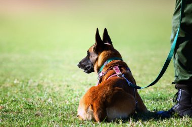 Köpek ve işleyici kaçak avcılık Anti. Antrenman sırasında son derece odaklı köpek