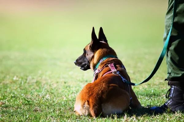 Cão Caça Furtiva Manipulador Cão Altamente Focado Durante Sessão Treinamento — Fotografia de Stock