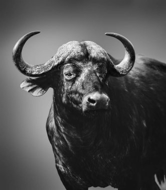 Buffalo yüksek uyarılır ve siyah-beyaz odaklı closeup, boğa. Kruger National park. Syncerus caffer. Güzel Sanatlar
