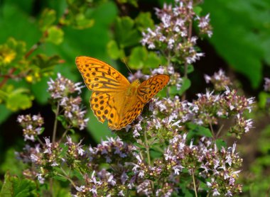 Çiçekler üzerinde oturan gümüş yıkanmış fritillary (Argynnis paphia) kelebek