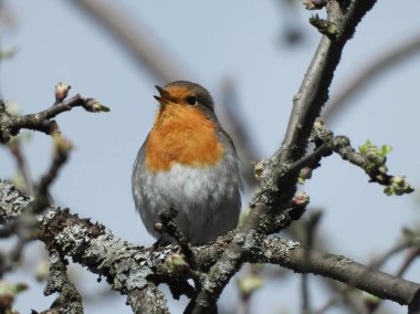 Avrupa robin (robin redbreast) 
