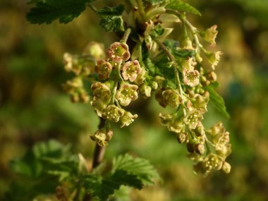 Frenk üzümü veya kırmızı frenk üzümü çiçeklenme