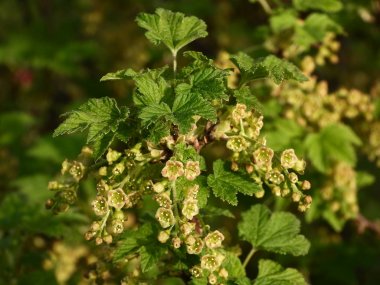 Frenk üzümü veya kırmızı frenk üzümü çiçeklenme