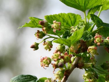 Frenk üzümü veya siyah frenk üzümü çiçeklenme